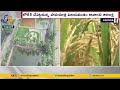 Paddy with a Purpose: Amravati farmer innovatively shows his admiration towards Nara Lokesh 