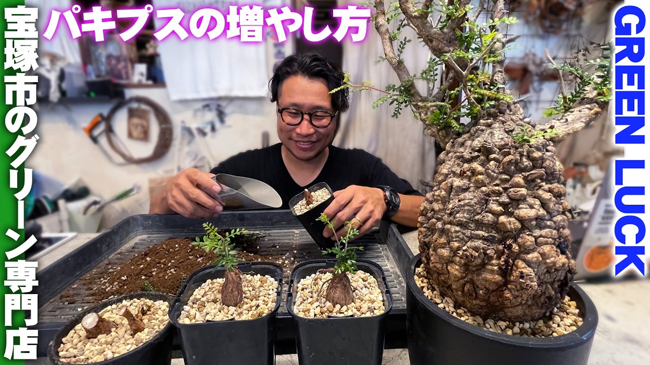 観葉植物専門店グリーンラック】初心者でも簡単に増やすことができる