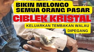 CIBLEK KRISTAL MADURA NEMBAK GACOR Walau Dipegang Tangan