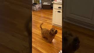 Goldendoodle Puppy Obedience Training
