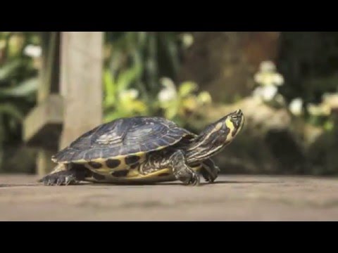 Video: Cómo Determinar El Tipo De Tortuga