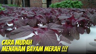 How to Grow Red Spinach | Tips for Cultivating Red Spinach! BEGINNERS MUST KNOW!!!