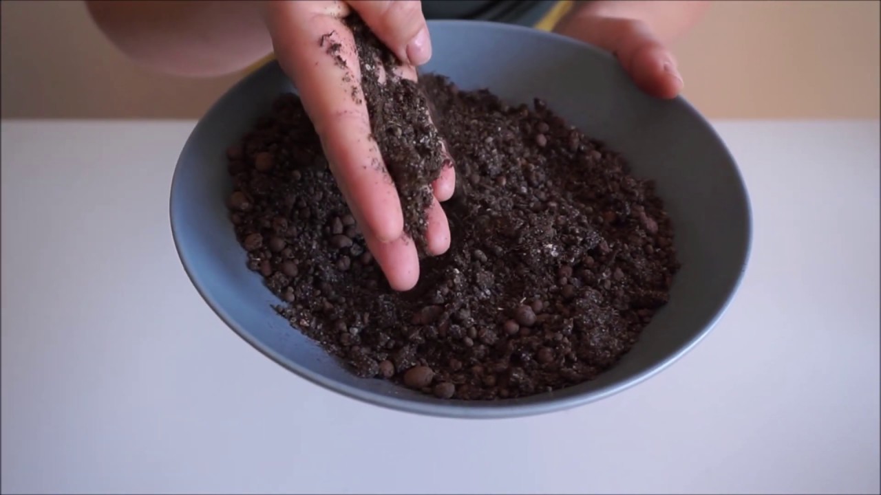 Biljkoteka: Sobno bilje za neznalice [2/4]