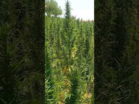 تقنين القنب الهندي في المغرب في بدايته الاولى