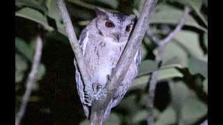 Indian ScopsOwl (Otus bakkamoena)