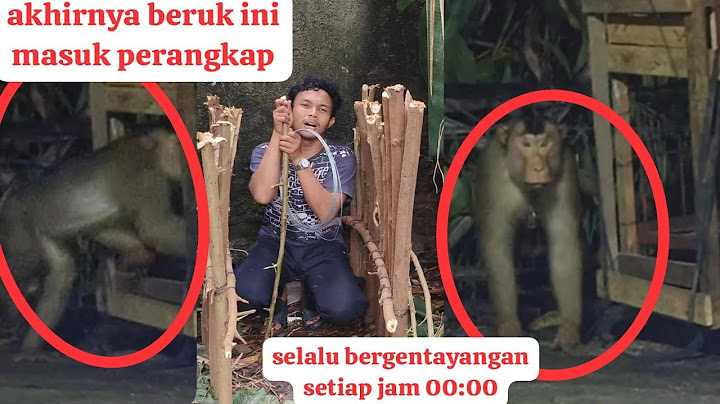 Beruk yg meresahkan warga selama 4bln akhirnya tertangkap setelah 6hari team rescue bekasi gak tidur