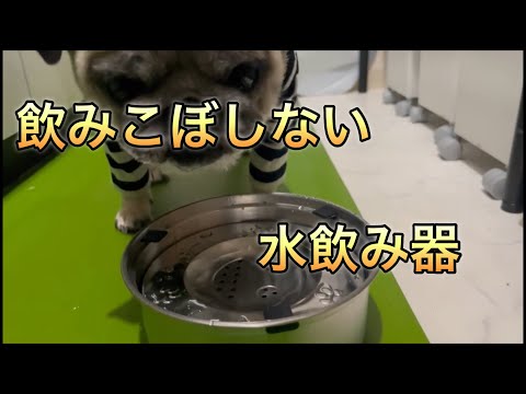 飲みこぼさない水飲み器　【パグ侍ももたろ】　