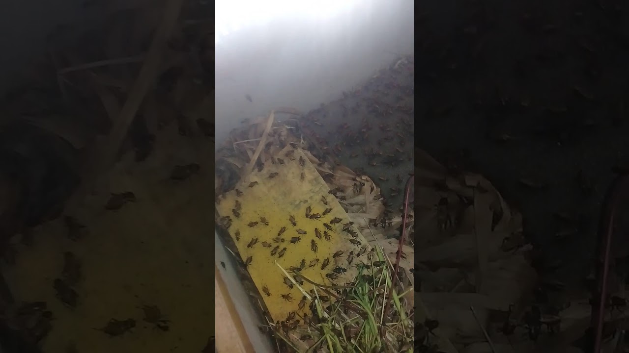 budidaya jangkrik... 