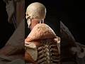 Your neck hump isn't just ugly - it's heavy.