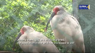 40 crested ibises to be released to the wild in southeast China ️