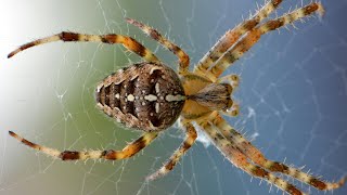 How Does A Spider Eat Video #viralvideo  #spiders by Cute Animal 105 views 1 month ago 1 minute, 7 seconds