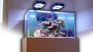 The perfect REEF AQUARIUM - Reef Relax with Dave's tank 4K by Reef Relax 16,155 views 1 year ago 10 minutes, 1 second