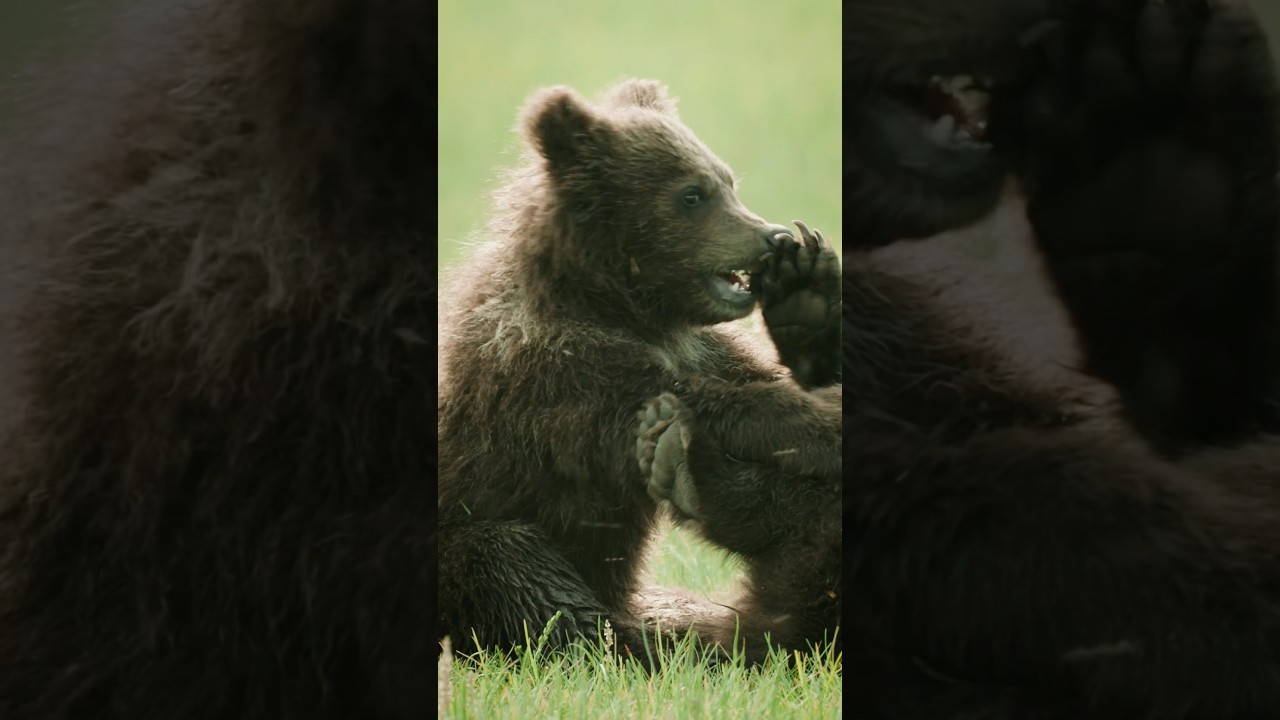 The Next Generation of Brown Bears