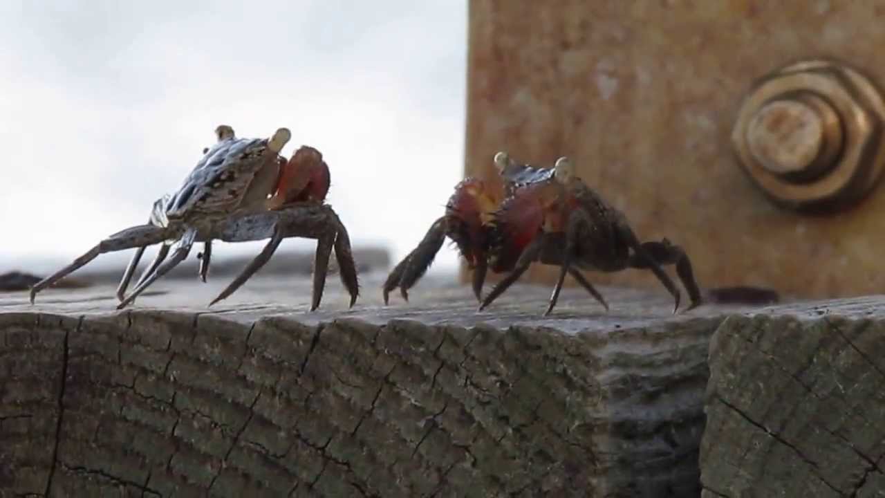 Crab Mating.