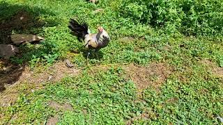 grey × melsims o talisayin x melsims flex #gamefowls #manok