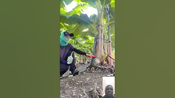 Pruning Plantain #plantain #pruning #plantainfarming #banana #plantation #viral #shorts #trending