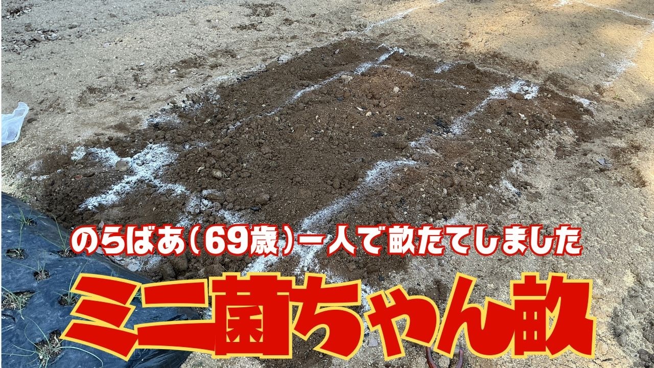 畝を立てる前に入れておくとより良いものも入れてみました！一度畝を立てたら二度と耕さないから入手可能なら入れてください【菌ちゃん農法３年目】