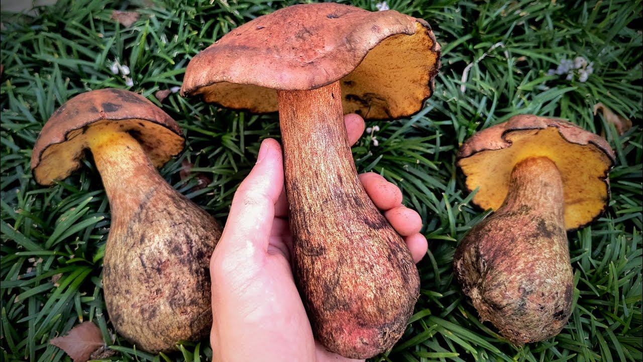 【巨大キノコ】色が素早く変わる不思議なキノコ、ホテイイロガワリを食す。