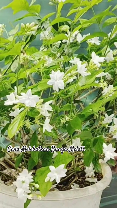Cara Melebatkan Bunga Melati