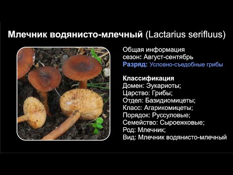 Млечник водянисто-млечный (Lactarius serifluus)