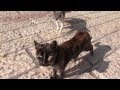 Cats in Israel