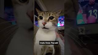 This Adorable Cat Gets Emotional Because People Calling Him Fat! 🥹❤️#shorts #cutecat