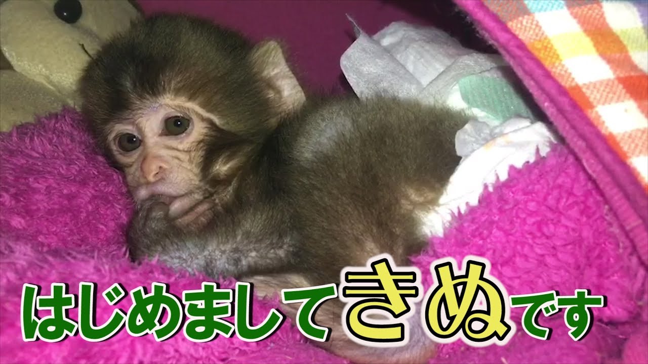 メッチャ可愛い赤ちゃん猿第１話はじめまして きぬ ですvery Cute Baby Monkeyepisode１ Nice To Meet You Is Kinu Youtube