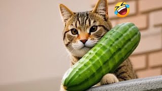 Funniest Cats and Dogs Videos  Best Funny Animal Videos # 15