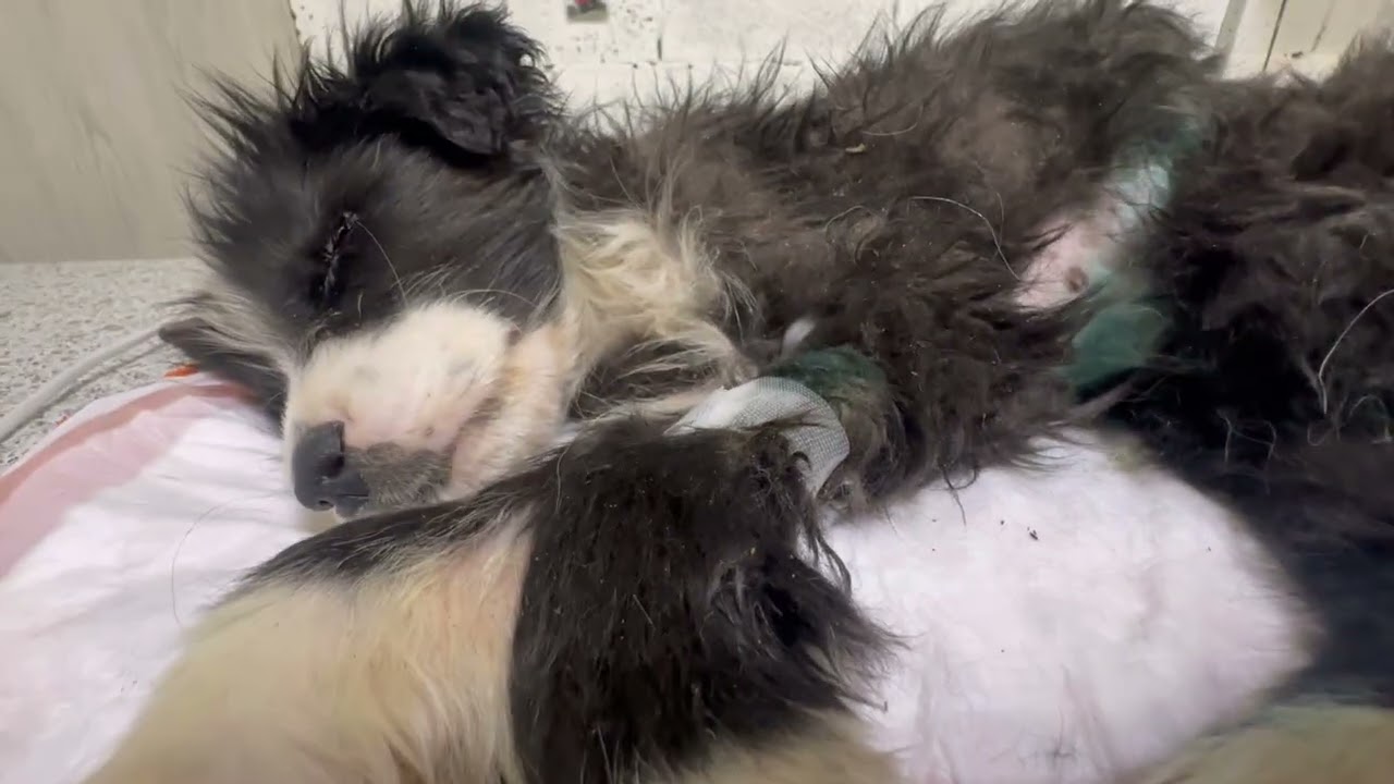 Мухтар, как же так? /Щенок бьётся за жизнь 