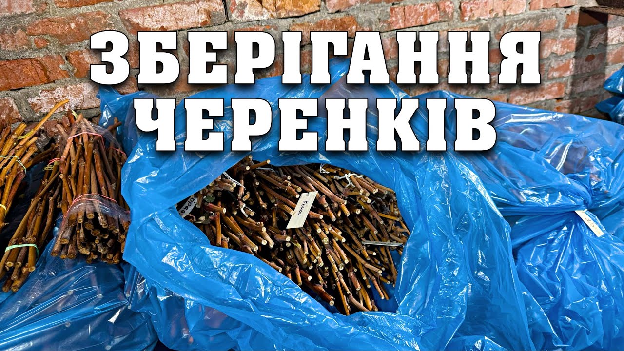 Зберігання черенків взимку. Користуюсь цим способом більше 20 років