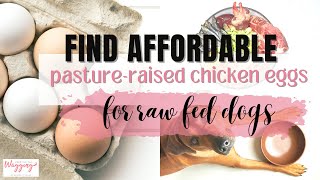 Finding Affordable Chicken Eggs for Homemade Dog Food by Kimberly Gauthier, CPCN 237 views 5 months ago 1 minute, 30 seconds