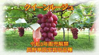 長野県限定栽培クイーンルージュついに販売解禁！ - YouTube