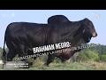 Brahman Negro: Características y la historia de su llegada - TvAgro por Juan Gonzalo Angel