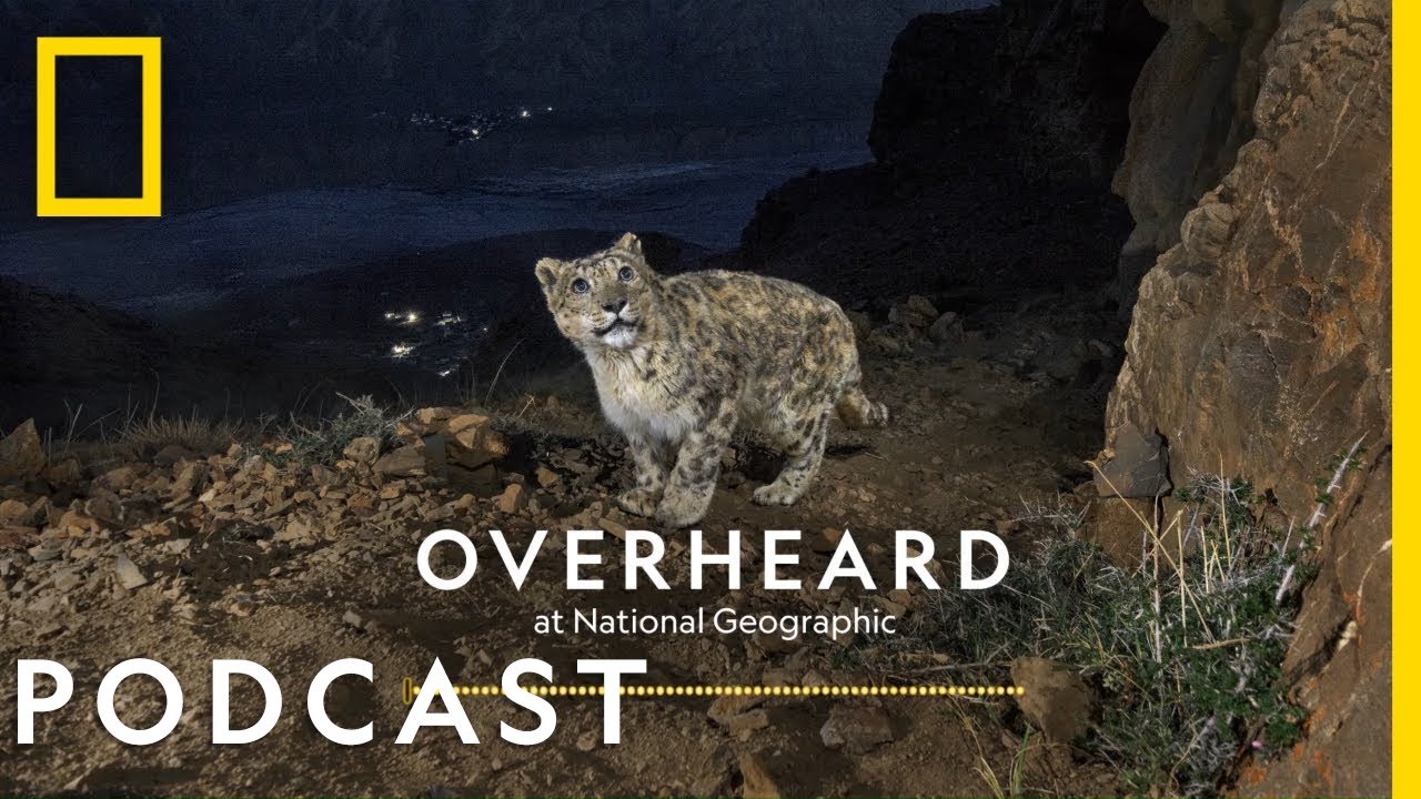 Documentary backdrop image for Searching for the Himalayas' Ghost Cats (2021)