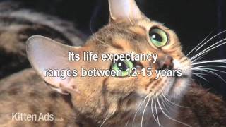 Kittenads breed guide to Bengal Cats by Kittenads 1,530 views 12 years ago 31 seconds