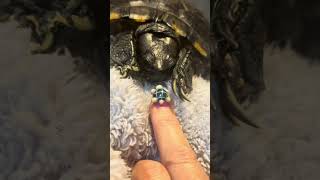 Lady Extends Nail With Turtle Art Design as Real Turtle Displays Courtship