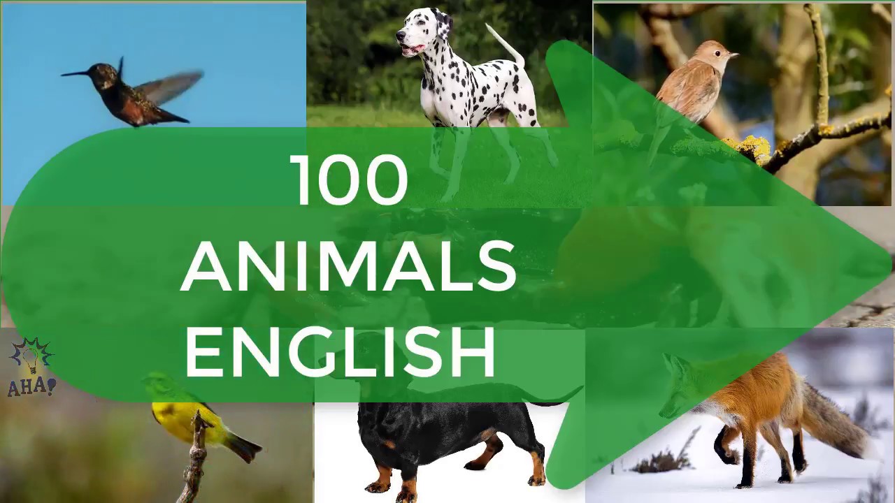 Learn 100 Animals Names and Sounds - YouTube