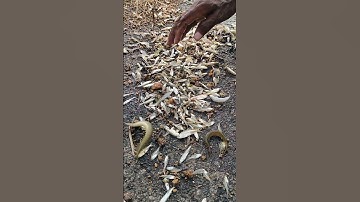 #fish #fishhunting #trendingshorts #viral #viralshort #viralvideos #shorts #short #ytshorts #youtube