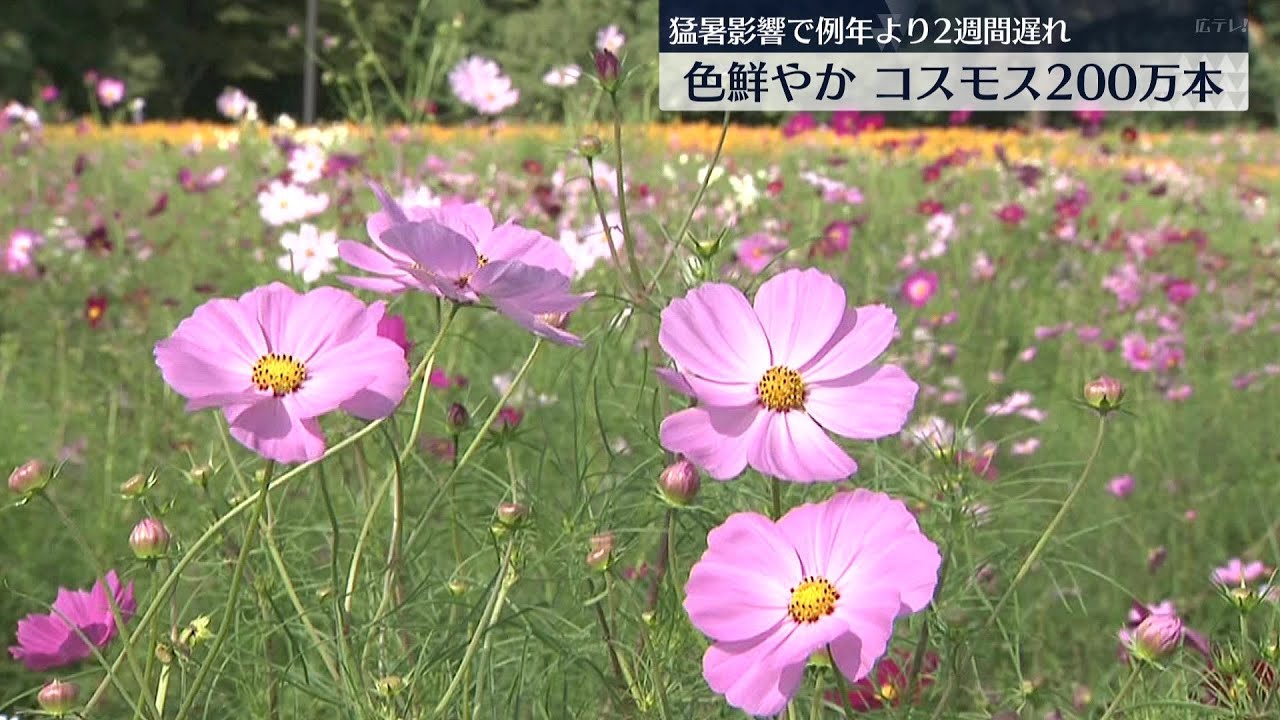 200万本のコスモス見頃 広島県庄原市 - YouTube