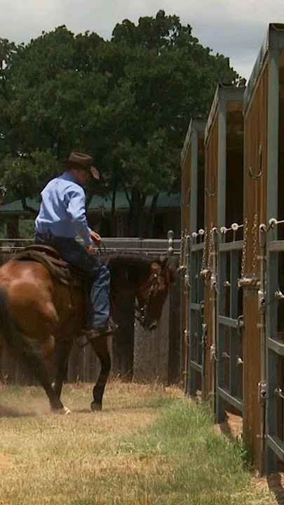 3-Step Process for Weekly Care of Your Horse's Mane & Tail #horse 