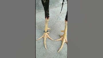 Top🔥bloodline rooster 🐓 fighter breed 😡🤬 #shorts #short #viral #viralvideo #tiktok