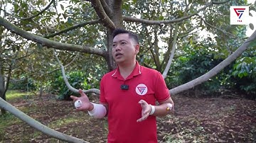 Các Bước Phục Hồi Sau Thu Hoạch Hiệu Qủa | Nông Nghiệp TKA