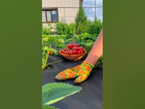 Посадка и выращивание клубники 🍓Как подготовить грядку под новую ...