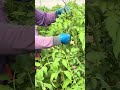Tomato farming #farming