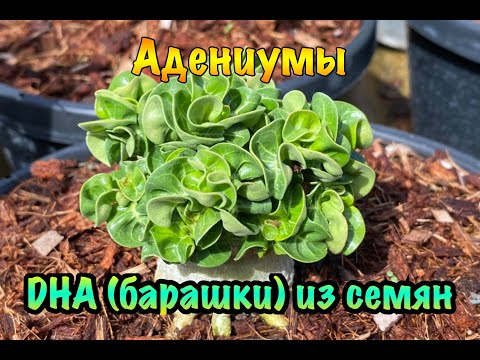 Адениумы DHA (барашки) из семян
