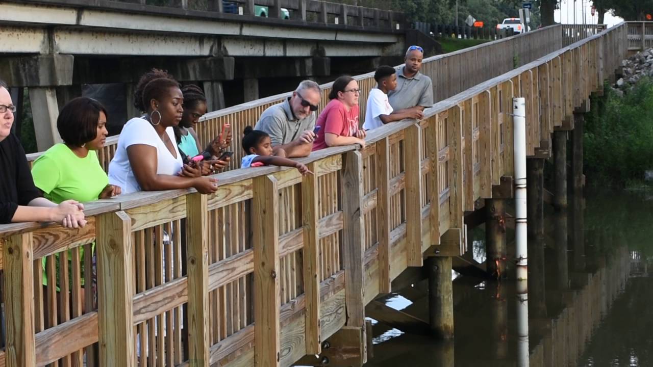 Gators Alley Boardwalk in Daphne, AL 2 Gator Sightings. YouTube