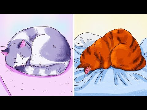 Was dir die Schlafposition deiner Katze verrät