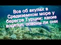 Все об акулах в Средиземном море у берегов Турции: какие водятся, опасны ли они