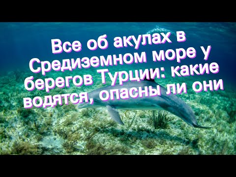 Видео: Има ли акули в Средиземно море?