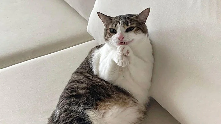 You Laugh, You Lose! 🤣 Funny Cat Videos 2025 😹 Part 43